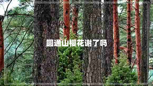 圓通山櫻花謝了嗎