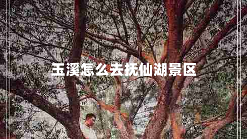 玉溪怎么去撫仙湖景區