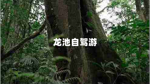 龍池自駕游