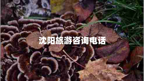 沈陽(yáng)旅游咨詢(xún)電話(huà)