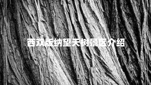 西雙版納望天樹(shù)景區介紹