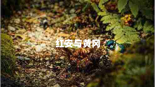 紅安與黃岡
