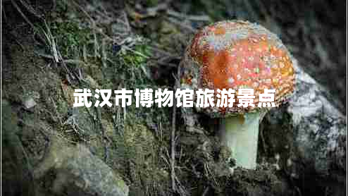 武漢市博物館旅游景點(diǎn)