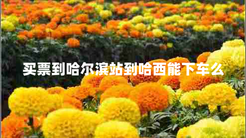 買(mǎi)票到哈爾濱站到哈西能下車(chē)么