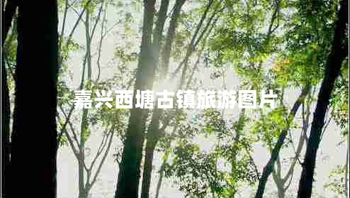 嘉興西塘古鎮旅游圖片