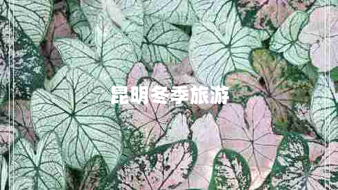 昆明冬季旅游