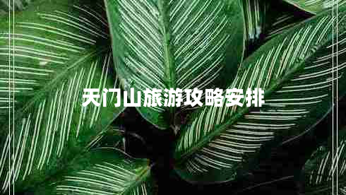 天門(mén)山旅游攻略安排