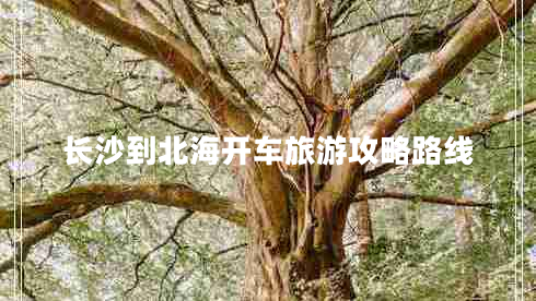 長(cháng)沙到北海開(kāi)車(chē)旅游攻略路線(xiàn)