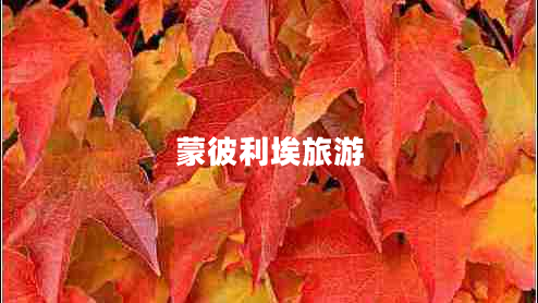 蒙彼利埃旅游