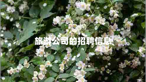 旅游公司的招聘信息