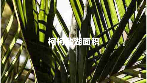 柯柯鹽湖面積