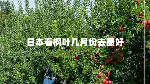 日本看楓葉幾月份去最好