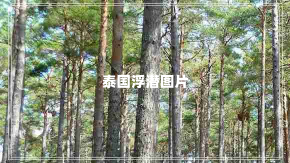 泰國浮潛圖片