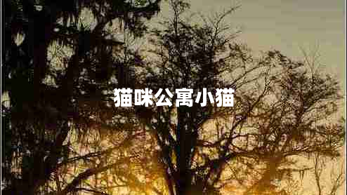 貓咪公寓小貓