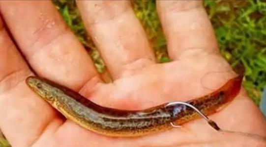 泥鰍釣魚(yú)為什么被禁止