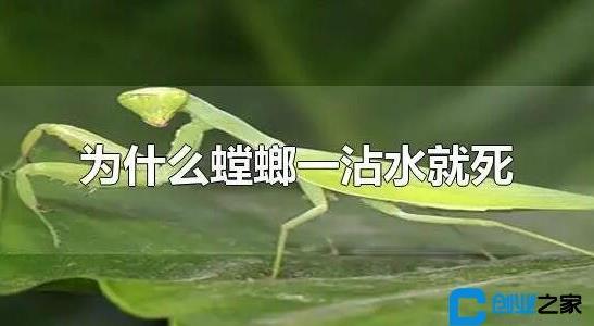 螳螂是益蟲(chóng)還是害蟲(chóng)