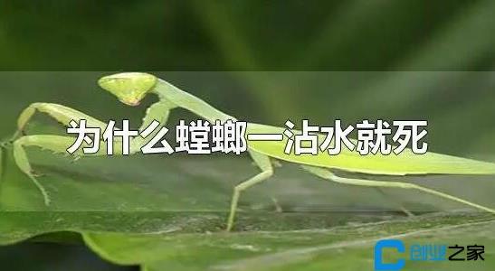 螳螂是益蟲(chóng)還是害蟲(chóng)