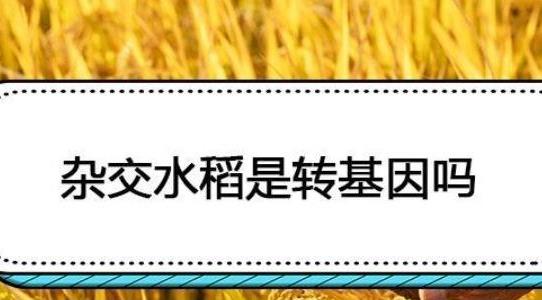 雜交水稻是轉基因嗎