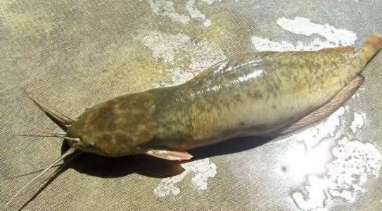 塘角魚(yú)養殖成本和利潤多少
