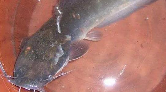塘角魚(yú)養殖成本和利潤多少