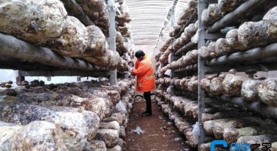 香菇種植大棚投資多少錢(qián)