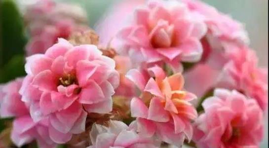 長(cháng)壽花的養殖方法和注意事項