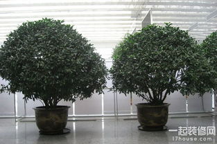 室內植物怎么養殖方法有哪些