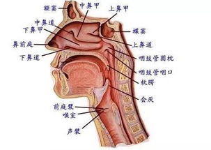 打開(kāi)喉嚨的方法有哪些