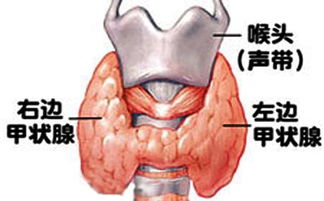 甲狀腺中醫治療的方法有哪些方法有哪些方法