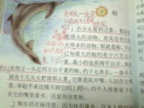 鯨一文用了哪些說(shuō)明方法