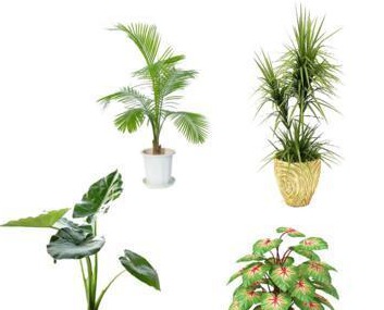 植物種植的基本技術(shù)有哪些方法