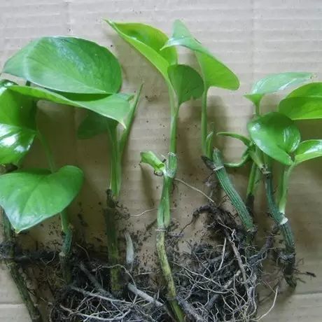觀(guān)賞植物有哪些常見(jiàn)的繁殖方法