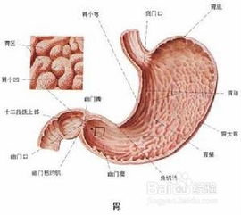 胃大的怎么減肥方法有哪些