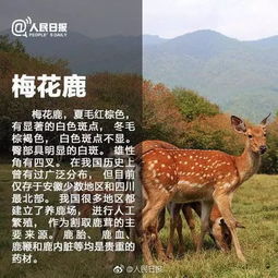 保護珍稀動(dòng)物有哪些方法