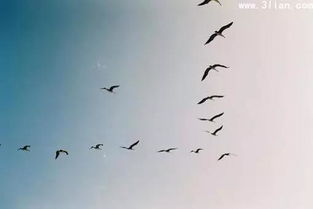 關(guān)于自由的靈魂的詩(shī)句