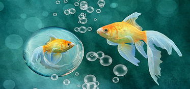 關(guān)于金魚(yú)的詩(shī)句古詩(shī)