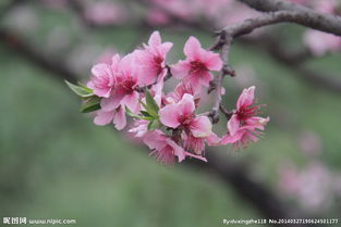 詩(shī)句,圖畫(huà),桃花