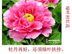古詩(shī)中運用襯托手法的詩(shī)句