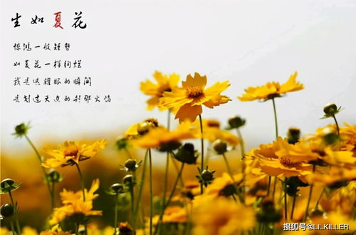 關(guān)于夏花的詩(shī)句古詩(shī)大全,關(guān)于夏花的詩(shī)句,關(guān)于夏花的詩(shī)句古詩(shī)大全依