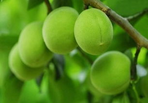 關(guān)于青梅結果的詩(shī)句