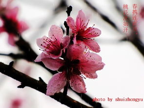 關(guān)于桃花的詩(shī)句及意思是什么