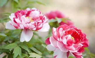 關(guān)于贊揚花博會(huì )的詩(shī)句