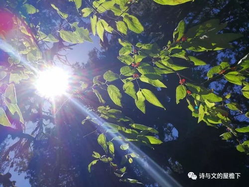 關(guān)于屋檐下的詩(shī)句