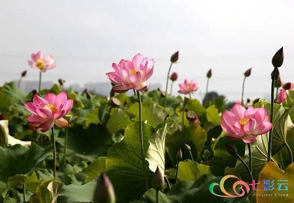 荷花菊花的詩(shī)句古詩(shī)大全