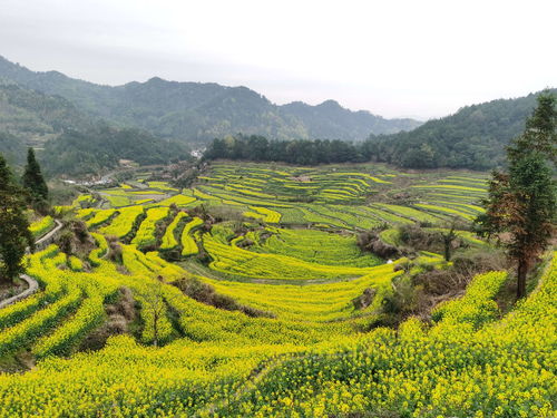 關(guān)于油菜花花的詩(shī)句古詩(shī)譯文