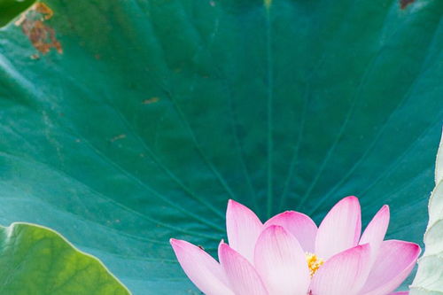 楊萬(wàn)里關(guān)于蓮的詩(shī)句