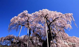 寫(xiě)櫻花最出名的古詩(shī)句