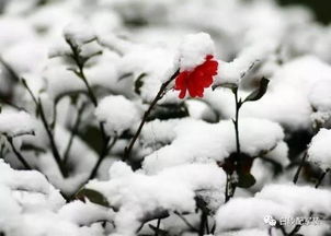 關(guān)于春雪新詩(shī)句