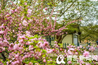 詩(shī)句,花季,春天