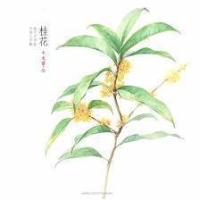 古詩(shī),詩(shī)句,相思